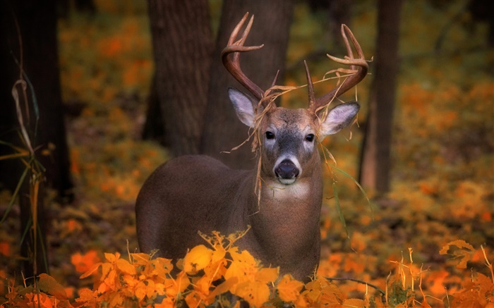 가을 사슴, 노란색 단풍 배경 화면 그림