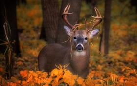 가을 사슴, 노란색 단풍 HD 배경 화면