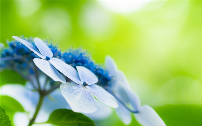 네 개의 꽃잎, 푸른 꽃, 나뭇잎 배경 화면 그림