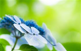 네 개의 꽃잎, 푸른 꽃, 나뭇잎 HD 배경 화면