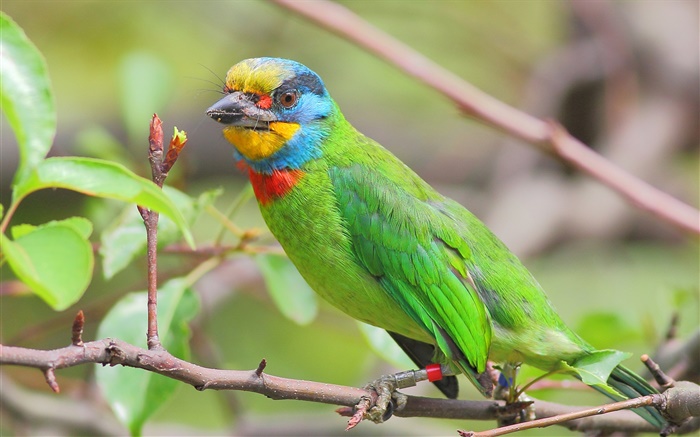 녹색 깃털, 앵무새, 새 배경 화면 그림