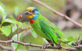 녹색 깃털, 앵무새, 새 HD 배경 화면
