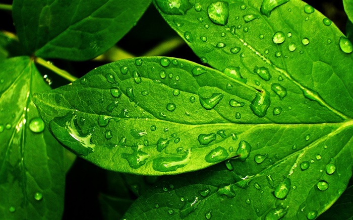 녹색 잎 근접, 이슬 방울 배경 화면 그림
