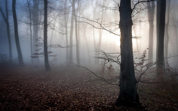 헝가리, 숲, 안개, 황혼, 가을 배경 화면 그림