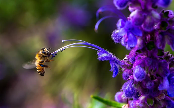 곤충, 꿀벌, 푸른 꽃 배경 화면 그림