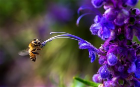 곤충, 꿀벌, 푸른 꽃