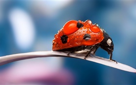 곤충, 빨간 무당 벌레, 꽃잎, 이슬 HD 배경 화면