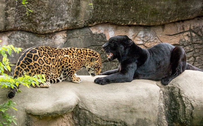재규어, 블랙, 야생 고양이, 육식 동물 배경 화면 그림