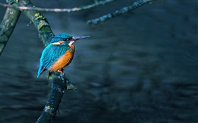 킹 피셔, 새, 나무 가지, 물 HD 배경 화면