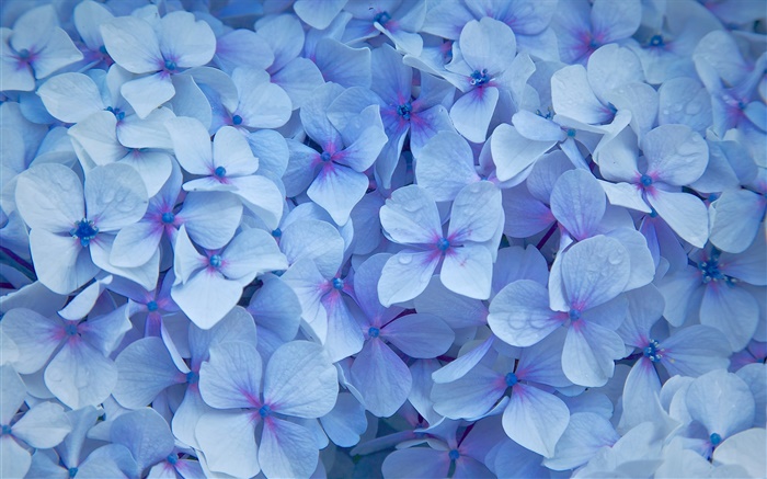 많은 수국 꽃, 푸른 꽃잎, 이슬 배경 화면 그림