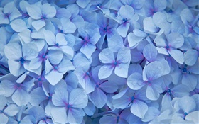 많은 수국 꽃, 푸른 꽃잎, 이슬