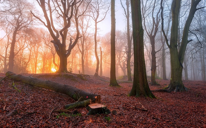 아침, 숲, 나무, 안개, 일출 배경 화면 그림