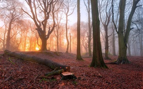 아침, 숲, 나무, 안개, 일출 HD 배경 화면