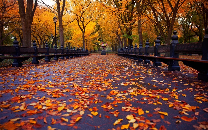 공원, 가을, 벤치, 나무, 잎, 경로 배경 화면 그림