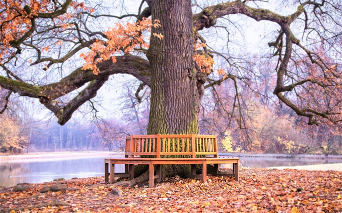 공원, 큰 나무, 벤치, 가을 배경 화면 그림