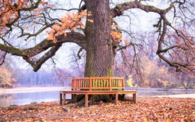 공원, 큰 나무, 벤치, 가을