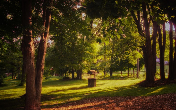 공원, 잔디, 나무, 태양 광선, 여름 배경 화면 그림