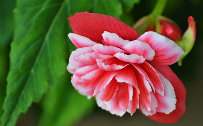 핑크 베고니아 꽃, 꽃잎, 매크로 사진 배경 화면 그림