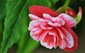 핑크 베고니아 꽃, 꽃잎, 매크로 사진 HD 배경 화면