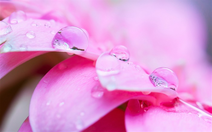 핑크 꽃 매크로 사진, 꽃잎, 이슬 배경 화면 그림
