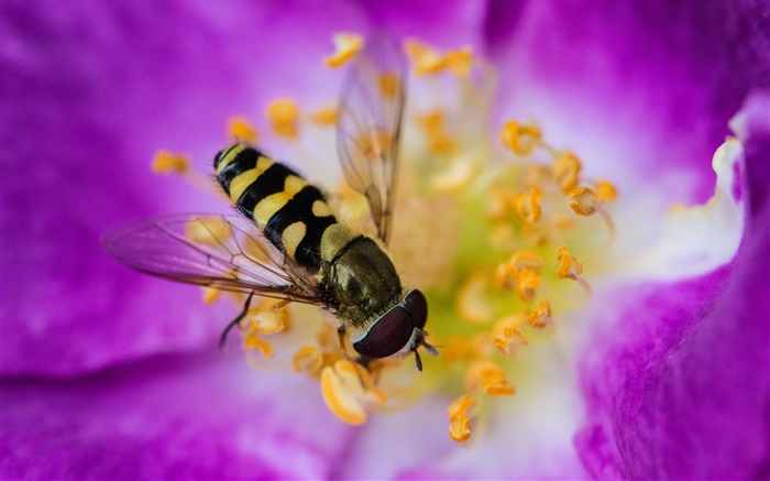 핑크 꽃, 꽃잎, 곤충, 꿀벌 배경 화면 그림