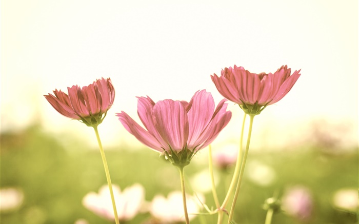 핑크 꽃, 꽃잎, 줄기, 흐림 배경, 눈부심 배경 화면 그림