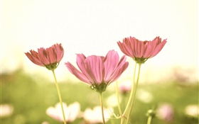 핑크 꽃, 꽃잎, 줄기, 흐림 배경, 눈부심 HD 배경 화면