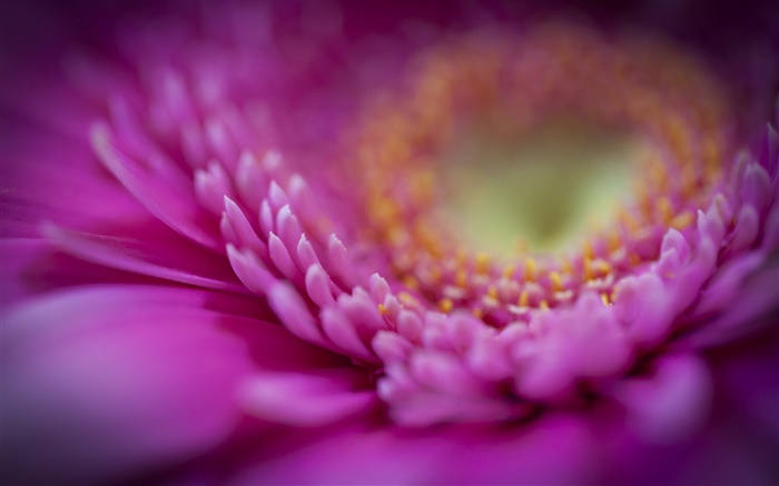 핑크 gerbera 매크로, 꽃잎 배경 화면 그림