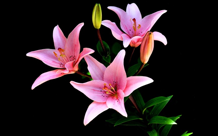 핑크 백합 꽃, 꽃잎, 줄기, 검은 배경 배경 화면 그림