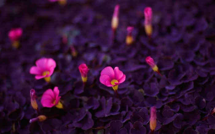 핑크 작은 꽃, 보라색 잎 배경 화면 그림