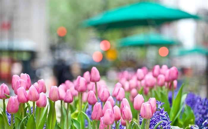 핑크 튤립 꽃, 푸른 히아신스, 봄, 나뭇잎 배경 화면 그림