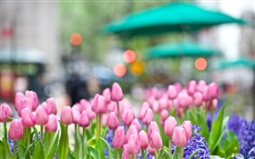 핑크 튤립 꽃, 푸른 히아신스, 봄, 나뭇잎 HD 배경 화면