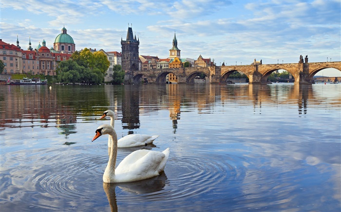 프라하, 체코 공화국, 찰스 다리, 집, 강 블 타바 (Vltava), 백조 배경 화면 그림