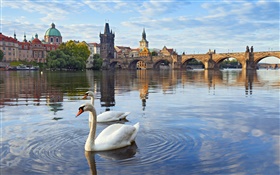 프라하, 체코 공화국, 찰스 다리, 집, 강 블 타바 (Vltava), 백조 HD 배경 화면