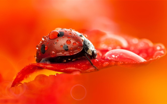 빨간 무당 벌레, 딱정벌레, 곤충, 붉은 꽃 꽃잎, 이슬, 매크로 사진 배경 화면 그림
