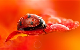 빨간 무당 벌레, 딱정벌레, 곤충, 붉은 꽃 꽃잎, 이슬, 매크로 사진 HD 배경 화면