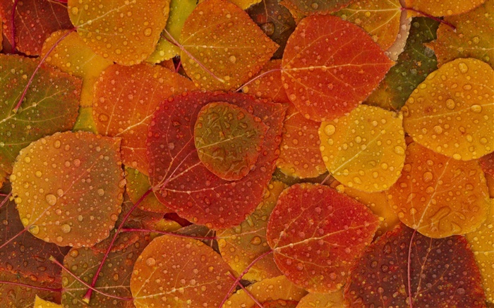 빨간색 노란색 단풍, 가을, 물 배경 화면 그림