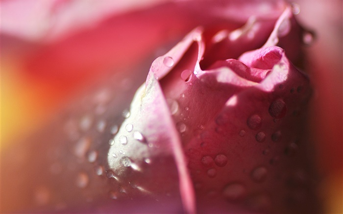 매크로 사진, 꽃잎, 핑크, 물 로즈 배경 화면 그림