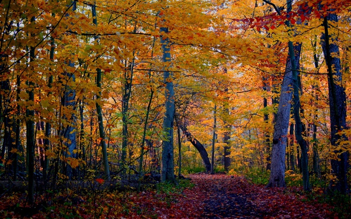 흔적, 숲, 나무, 가을, 노란색 단풍 배경 화면 그림