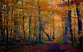 흔적, 숲, 나무, 가을, 노란색 단풍