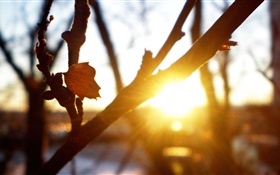 나무, 가지, 잎, 일몰, 태양 광선, 눈부심, 가을 HD 배경 화면