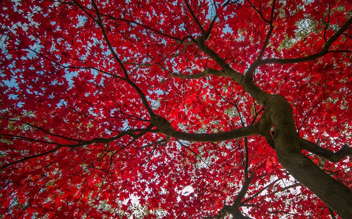 나무, 붉은 단풍, 가을, 하늘 배경 화면 그림
