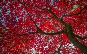 나무, 붉은 단풍, 가을, 하늘