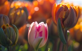 튤립 꽃, 꽃 봉오리, 나뭇잎, 햇빛 HD 배경 화면