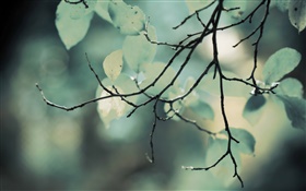 나뭇 가지, 나뭇잎, 나뭇잎 HD 배경 화면