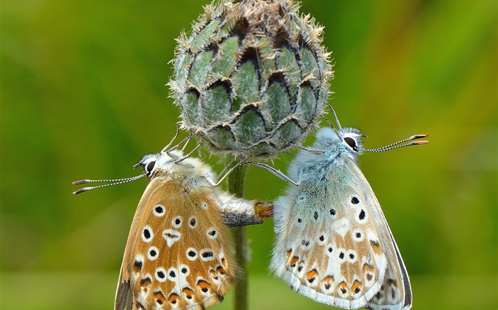 두 개의 나비, 식물, 녹색 배경 배경 화면 그림