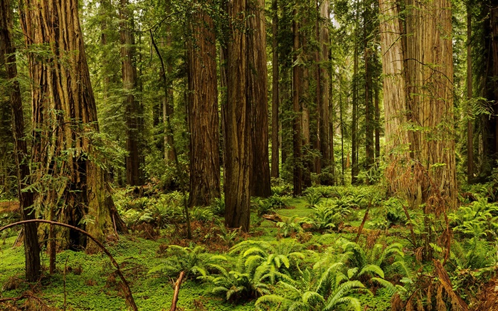 미국, 캘리포니아, 레드 우드 국립 및 주립 공원, 숲, 나무 배경 화면 그림