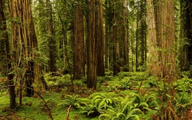 미국, 캘리포니아, 레드 우드 국립 및 주립 공원, 숲, 나무 HD 배경 화면