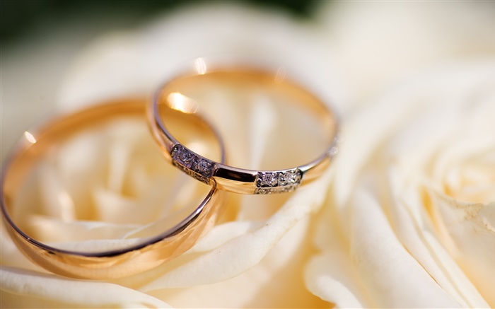 결혼 반지, 장미 꽃잎 배경 화면 그림