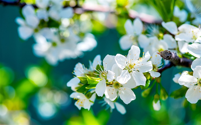하얀 사과 꽃, 봄, 화창한 배경 화면 그림